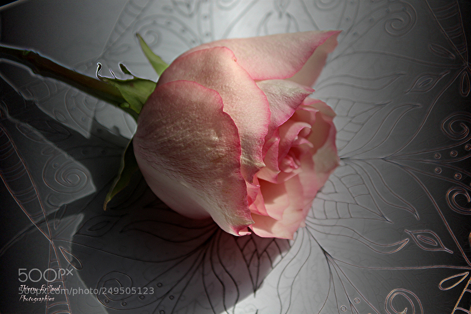 Canon EOS 600D (Rebel EOS T3i / EOS Kiss X5) sample photo. Plaisir rose photography