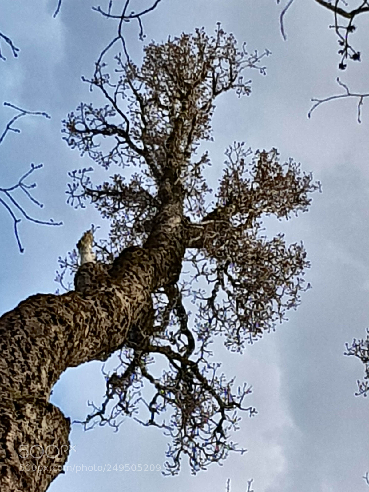 Samsung Galaxy S8 sample photo. L'arbre et le ciel photography