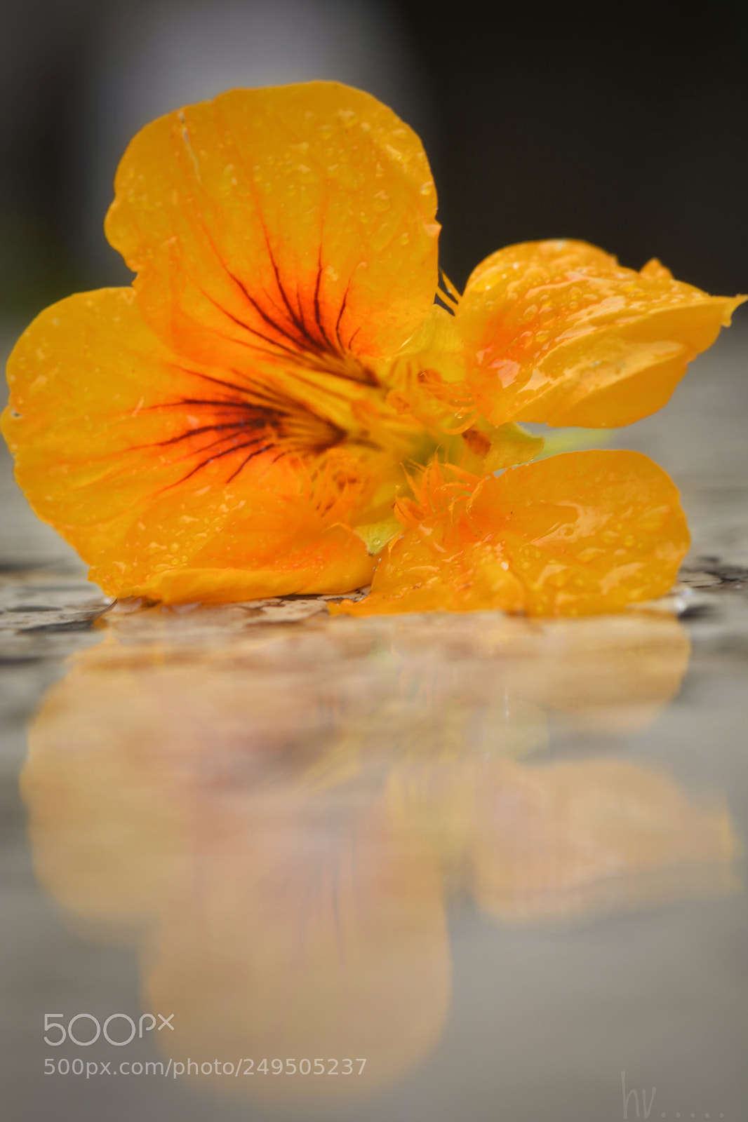 Nikon D7100 sample photo. Reflection photography