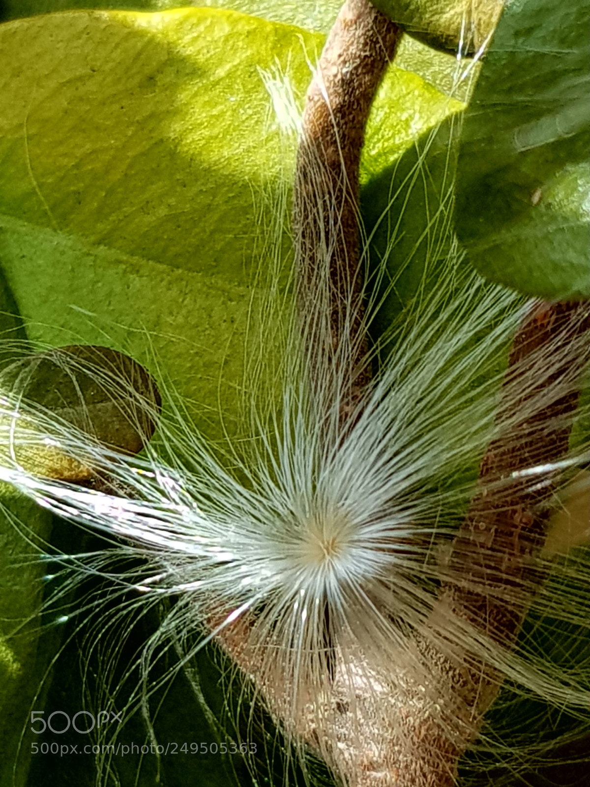 Samsung Galaxy S8 sample photo. Douceur photography