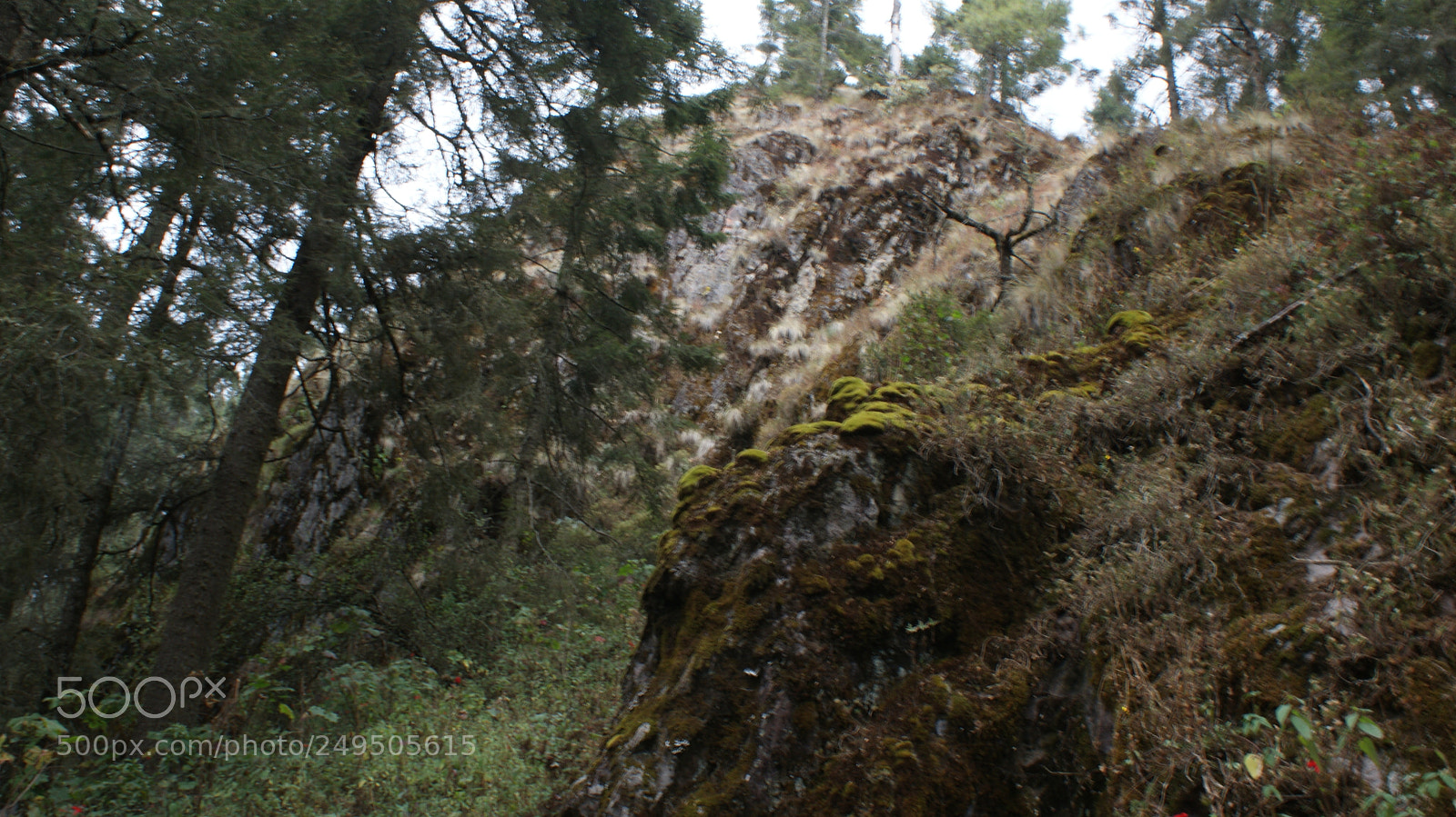 Sony DT 18-70mm F3.5-5.6 sample photo. Plantking photography