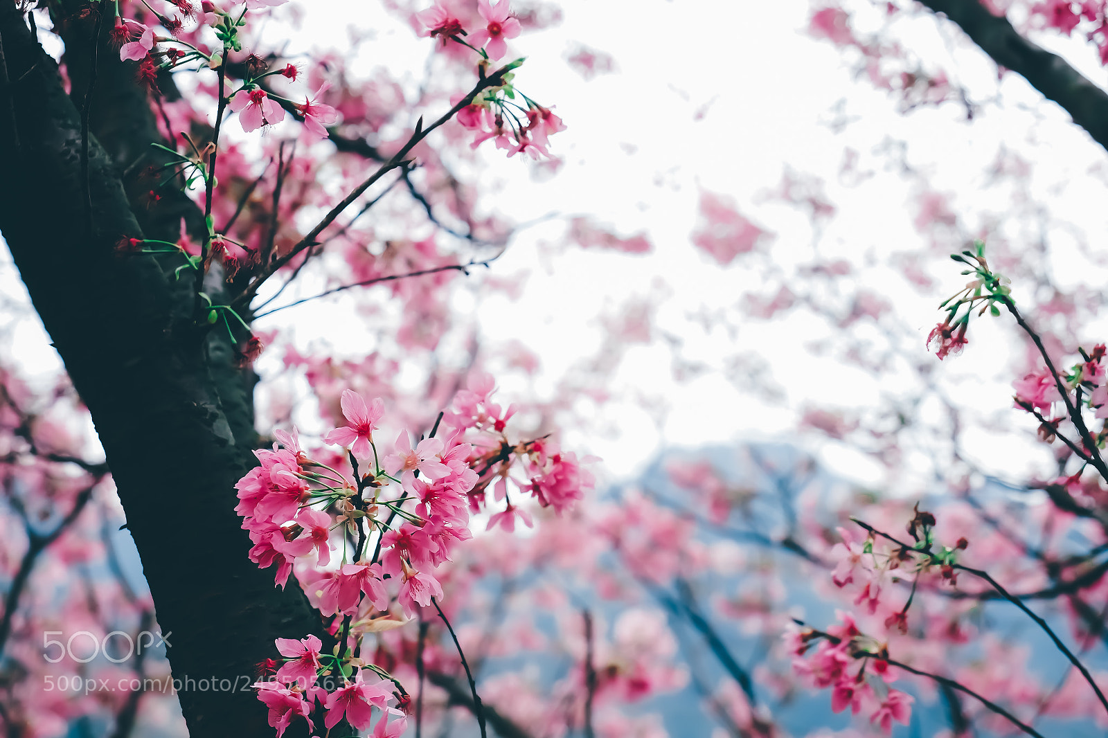 Olympus PEN-F sample photo. The sakura blossoms fluttering photography