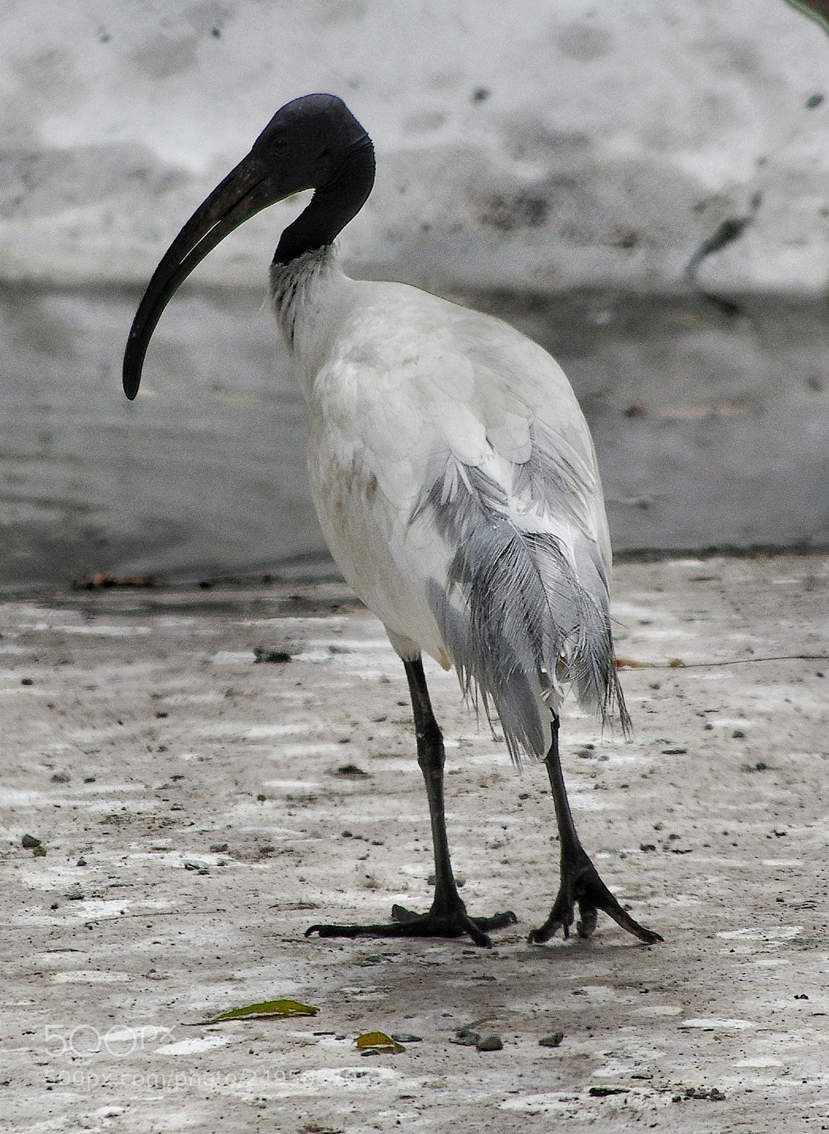 Pentax K-5 IIs sample photo. Australian white ibis photography