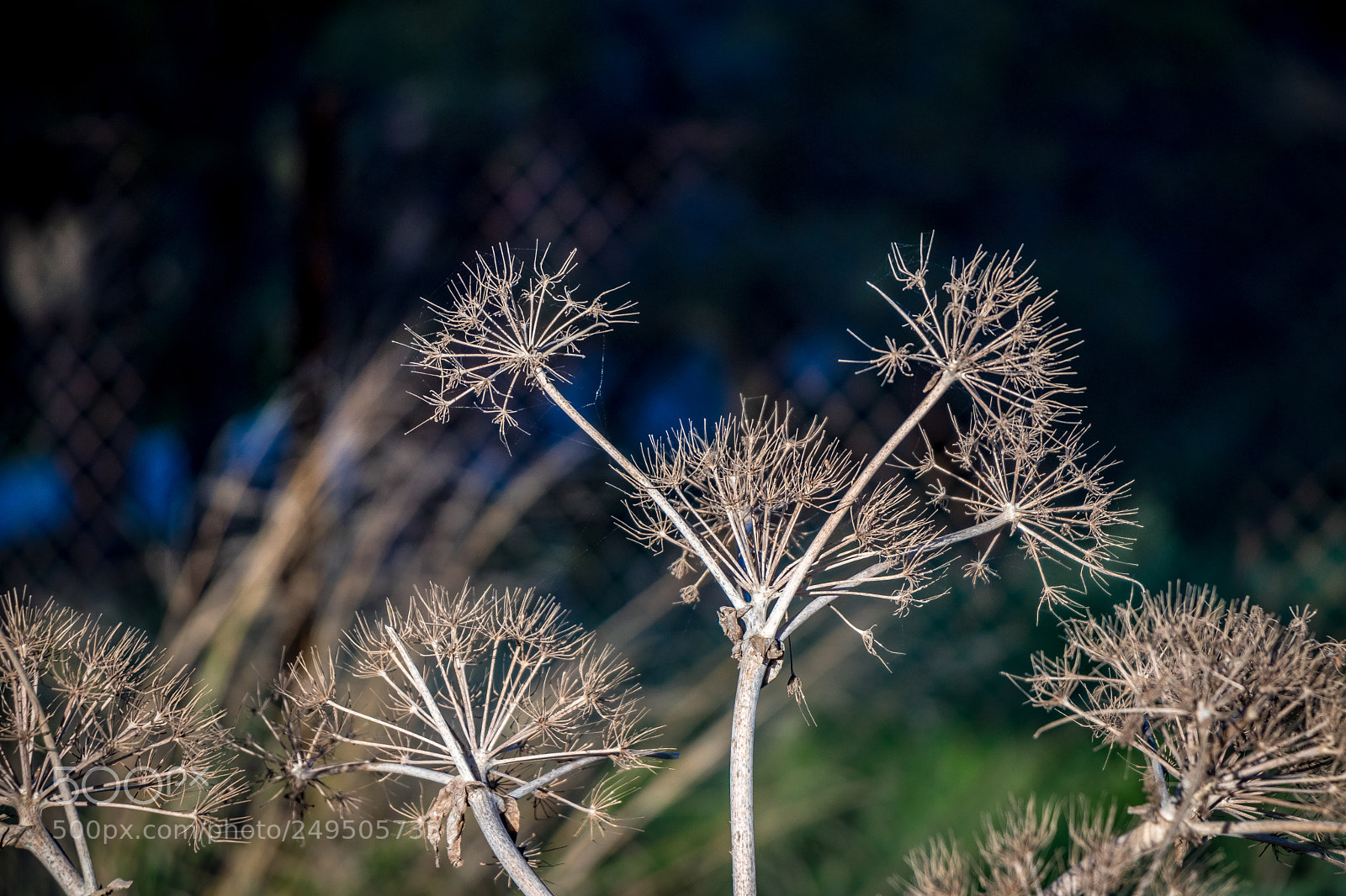 Canon EOS 80D sample photo. Wild flower photography