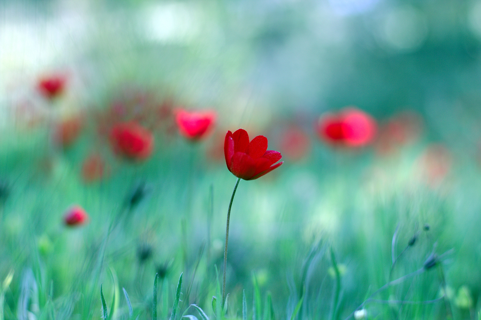 Canon EOS 60D + Canon EF 50mm F1.4 USM sample photo. Happy together... photography