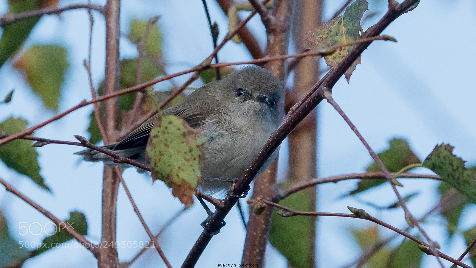 Canon EOS 7D Mark II sample photo. Gray warbler photography
