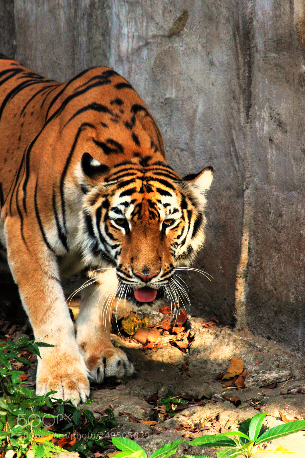 Canon EOS 600D (Rebel EOS T3i / EOS Kiss X5) sample photo. Crouching tiger photography
