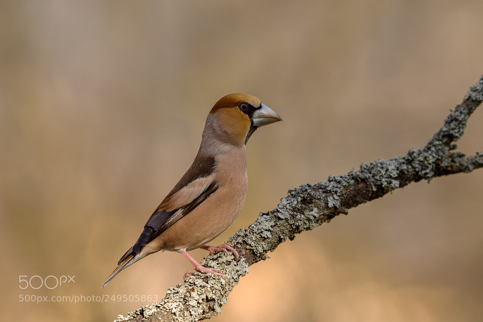 Nikon D500 sample photo. Hawfinch photography