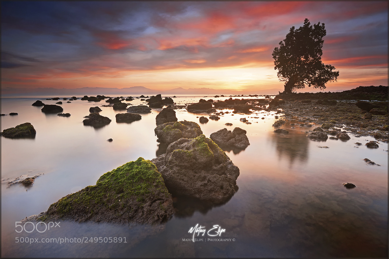 Nikon D800 sample photo. Bato og tree photography