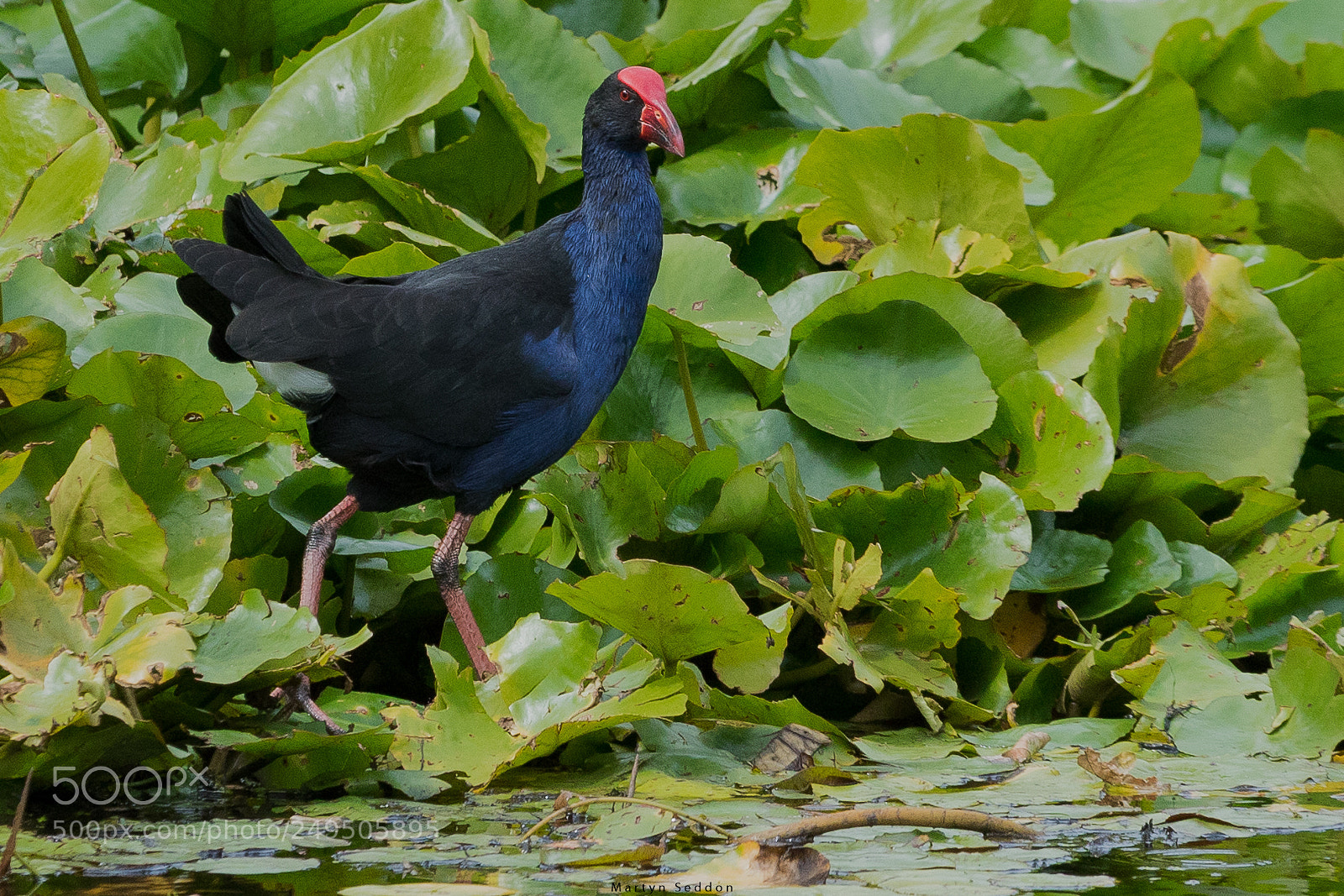 Canon EOS 7D Mark II sample photo. Pukeko photography