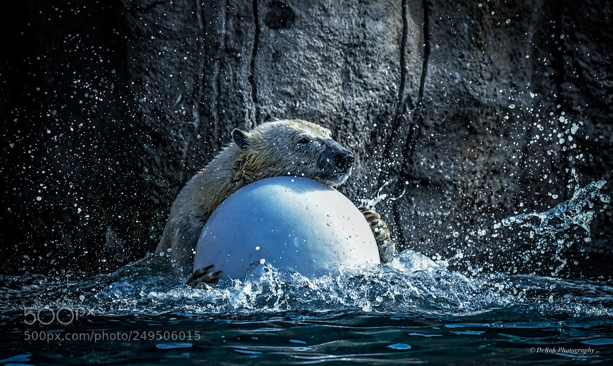 Nikon D500 sample photo. Polar bear .. photography