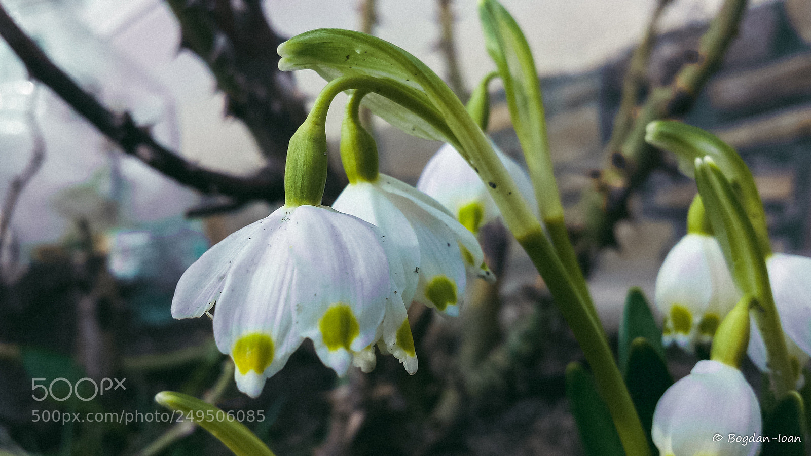 Samsung Galaxy S4 sample photo. Leucojum vernum photography