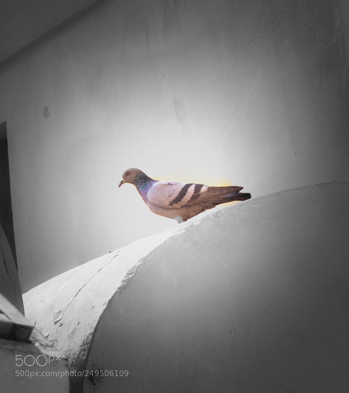 Olympus OM-D E-M10 II sample photo. Pigeon photography