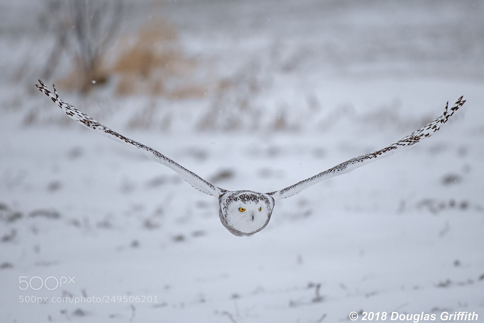 Nikon D500 sample photo. Female snowy owl bubo photography