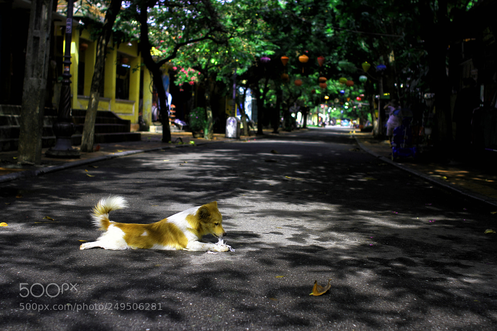 Canon EOS 7D sample photo. Cute dog playing in photography