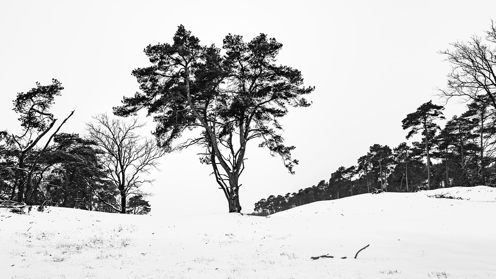 Sony a7R II sample photo. Snow photography
