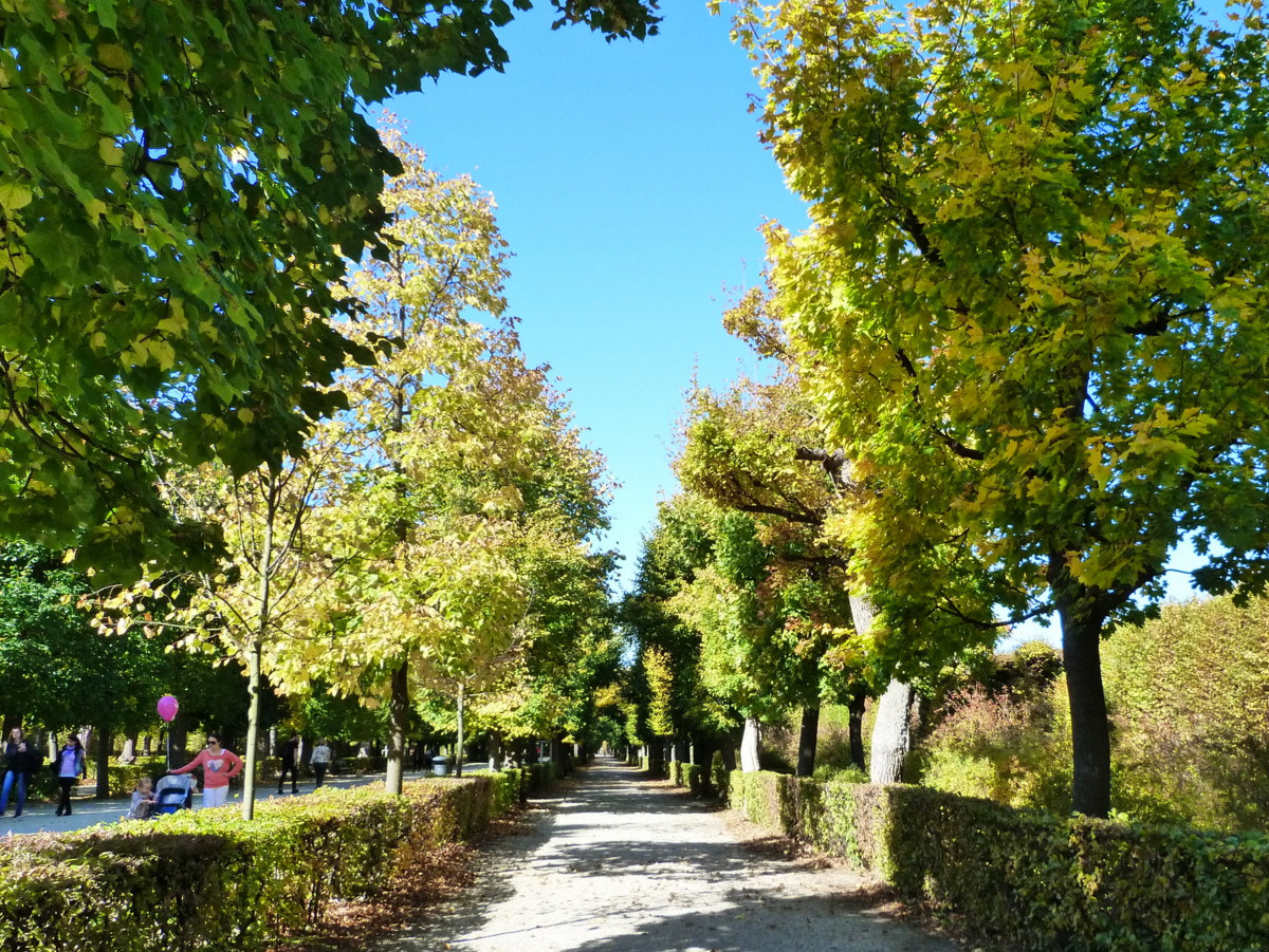 Panasonic Lumix DMC-FZ40 (Lumix DMC-FZ45) sample photo. Autumn in schonbrunn lll. photography