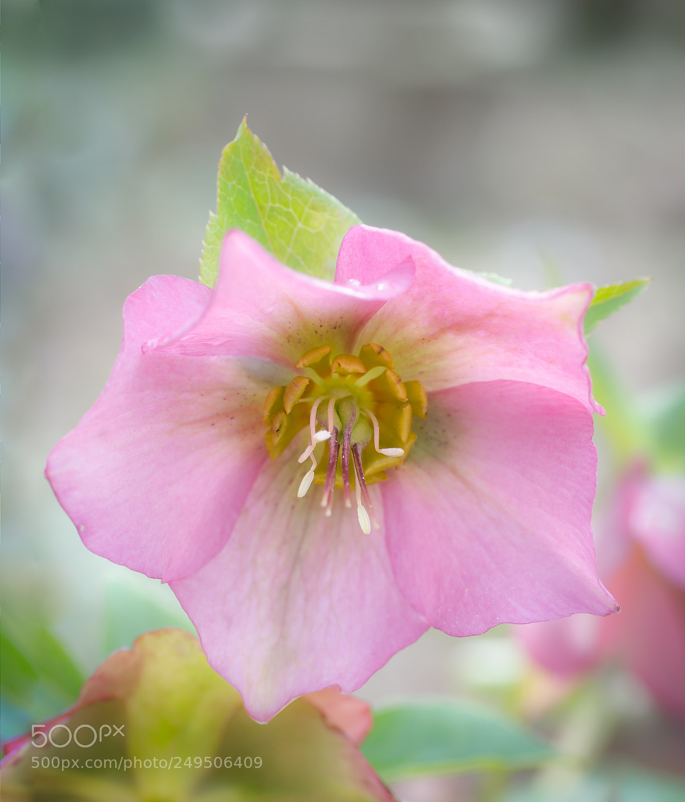 Nikon D7000 sample photo. Soft pink photography