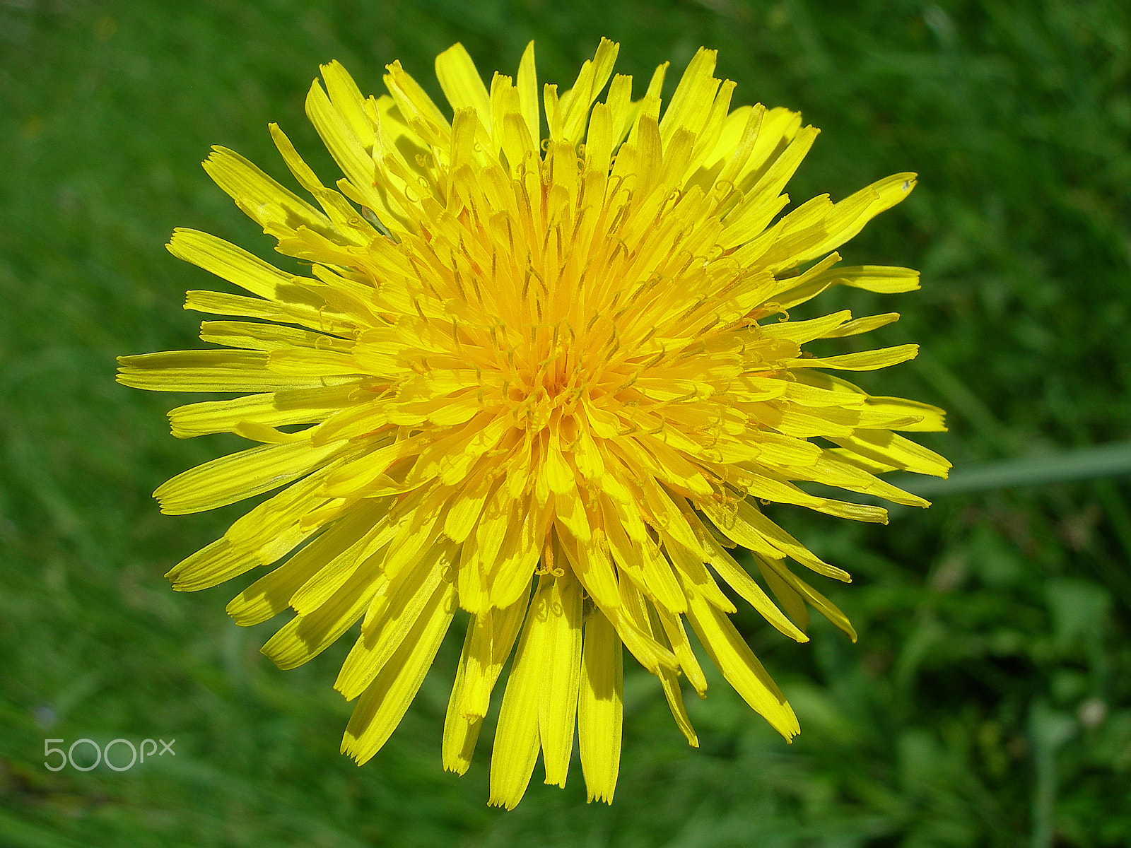 Nikon E7900 sample photo. Dandelion flower photography