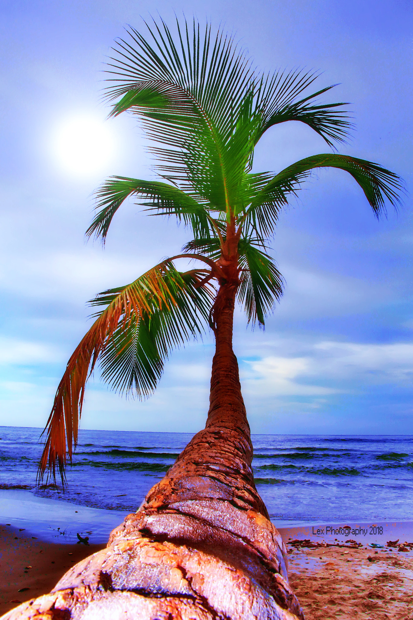 Canon EOS 700D (EOS Rebel T5i / EOS Kiss X7i) sample photo. Coconut photography