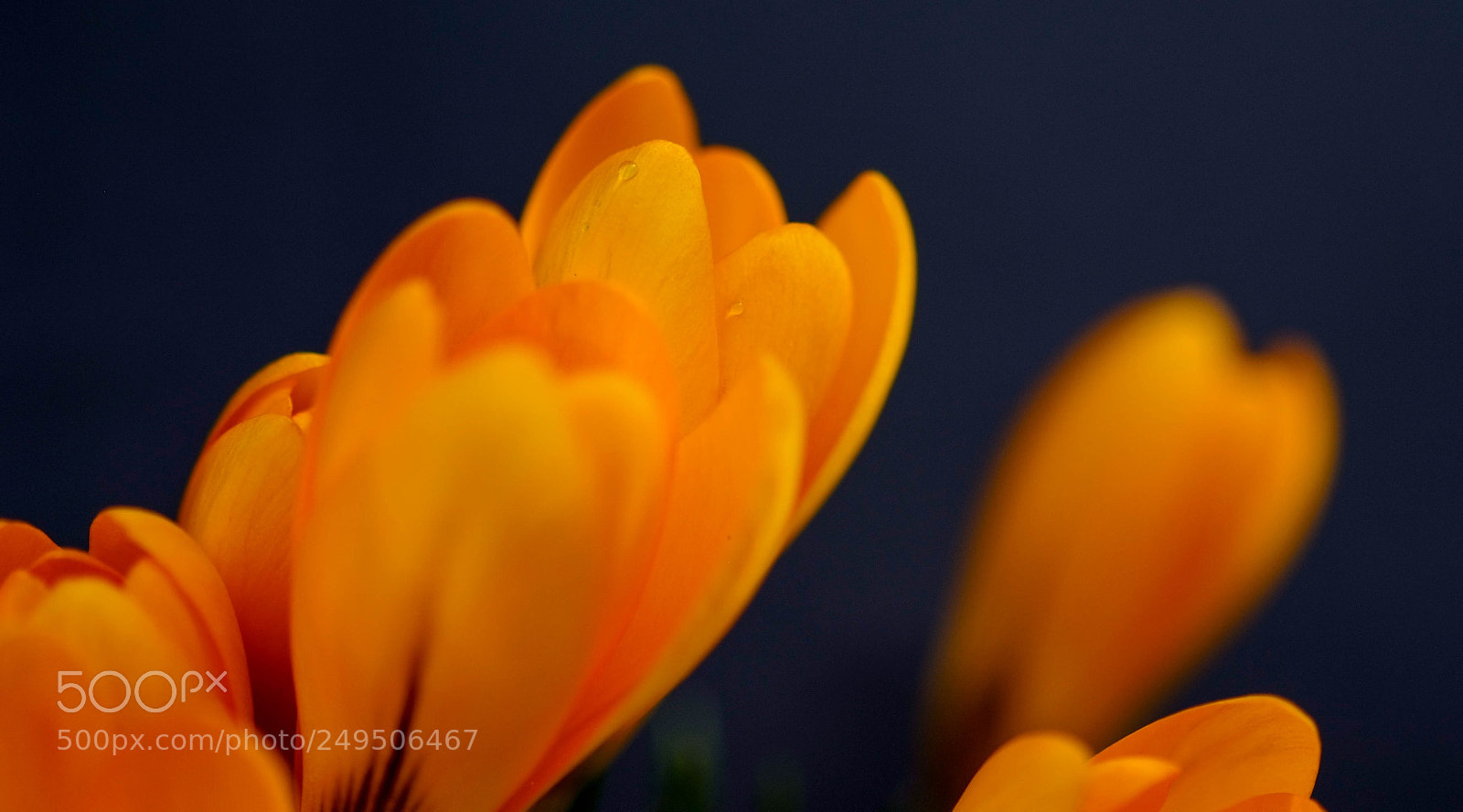 Fujifilm FinePix S5 Pro sample photo. Orange touch photography