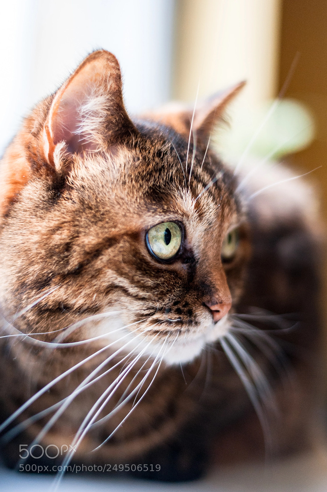 Nikon D700 sample photo. ? the best model photography