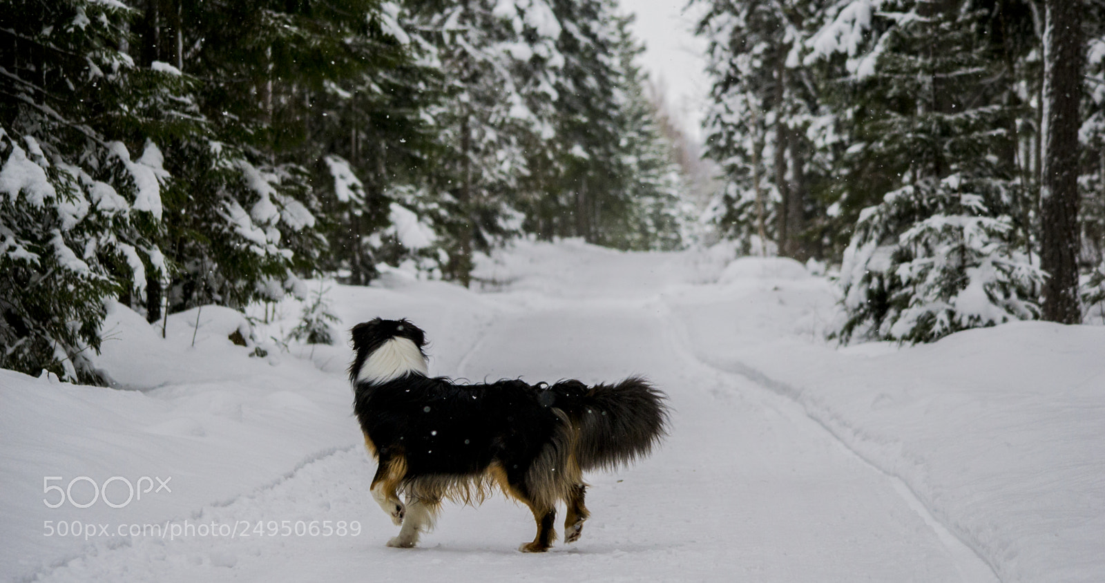 Nikon D3100 sample photo. Australianshepherd photography
