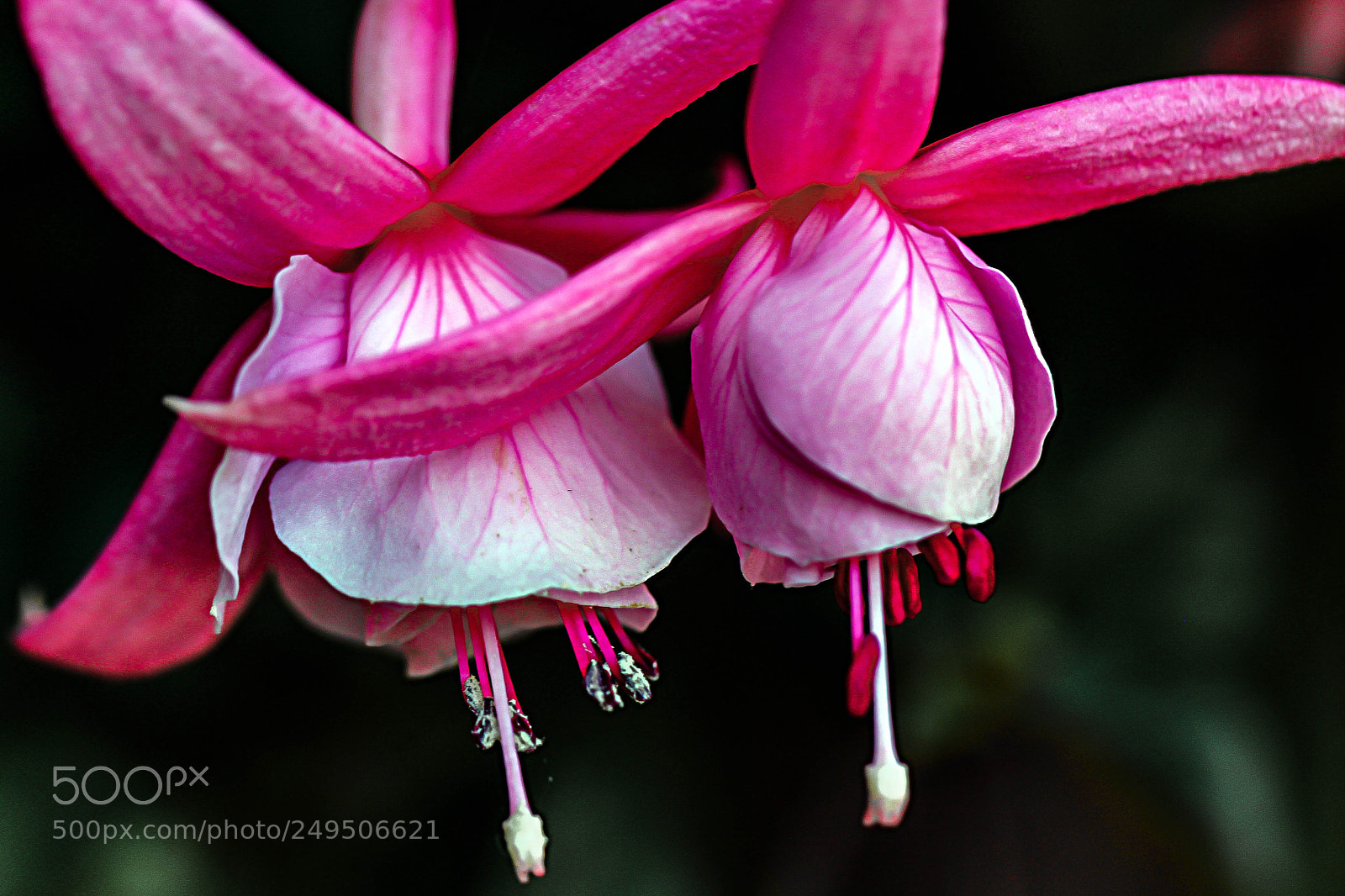 Canon EOS 60D sample photo. Natures ballet photography