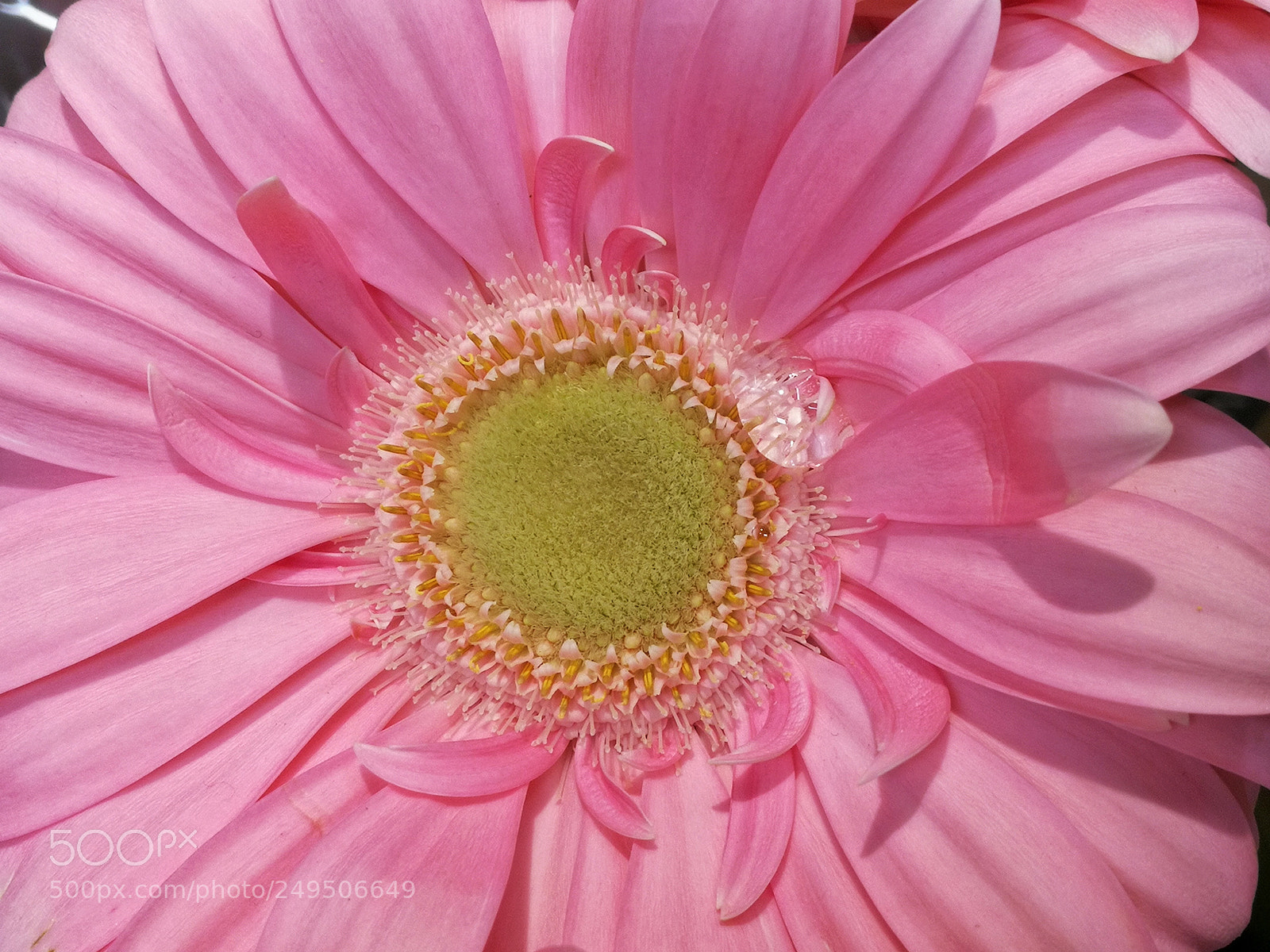 HUAWEI P10 sample photo. Gerbera teardrop photography