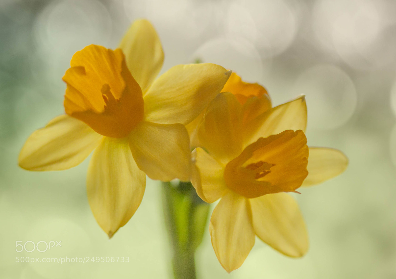 Canon EOS 50D sample photo. The daffodil photography