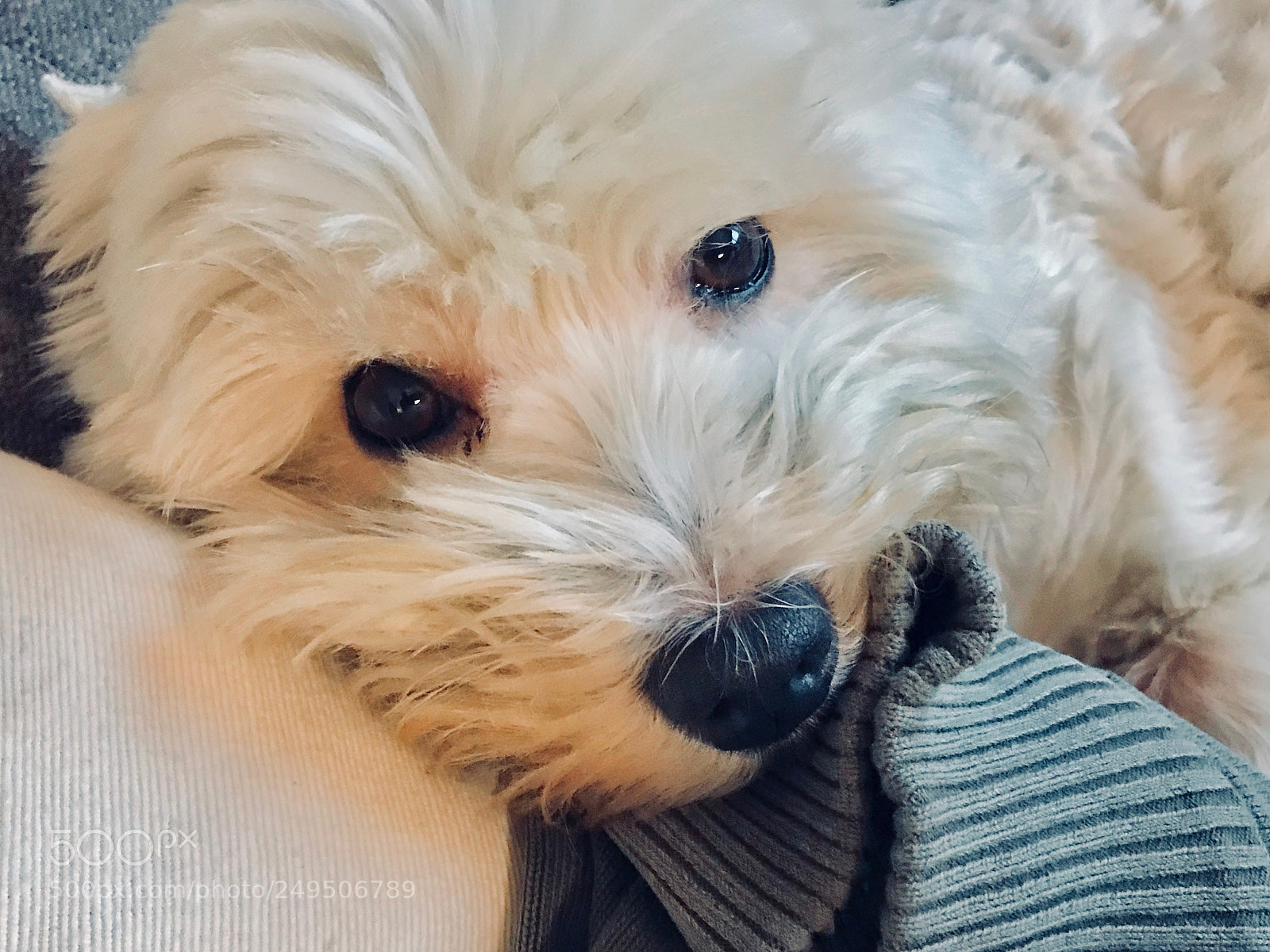 Apple iPhone 7 Plus sample photo. A dog photography