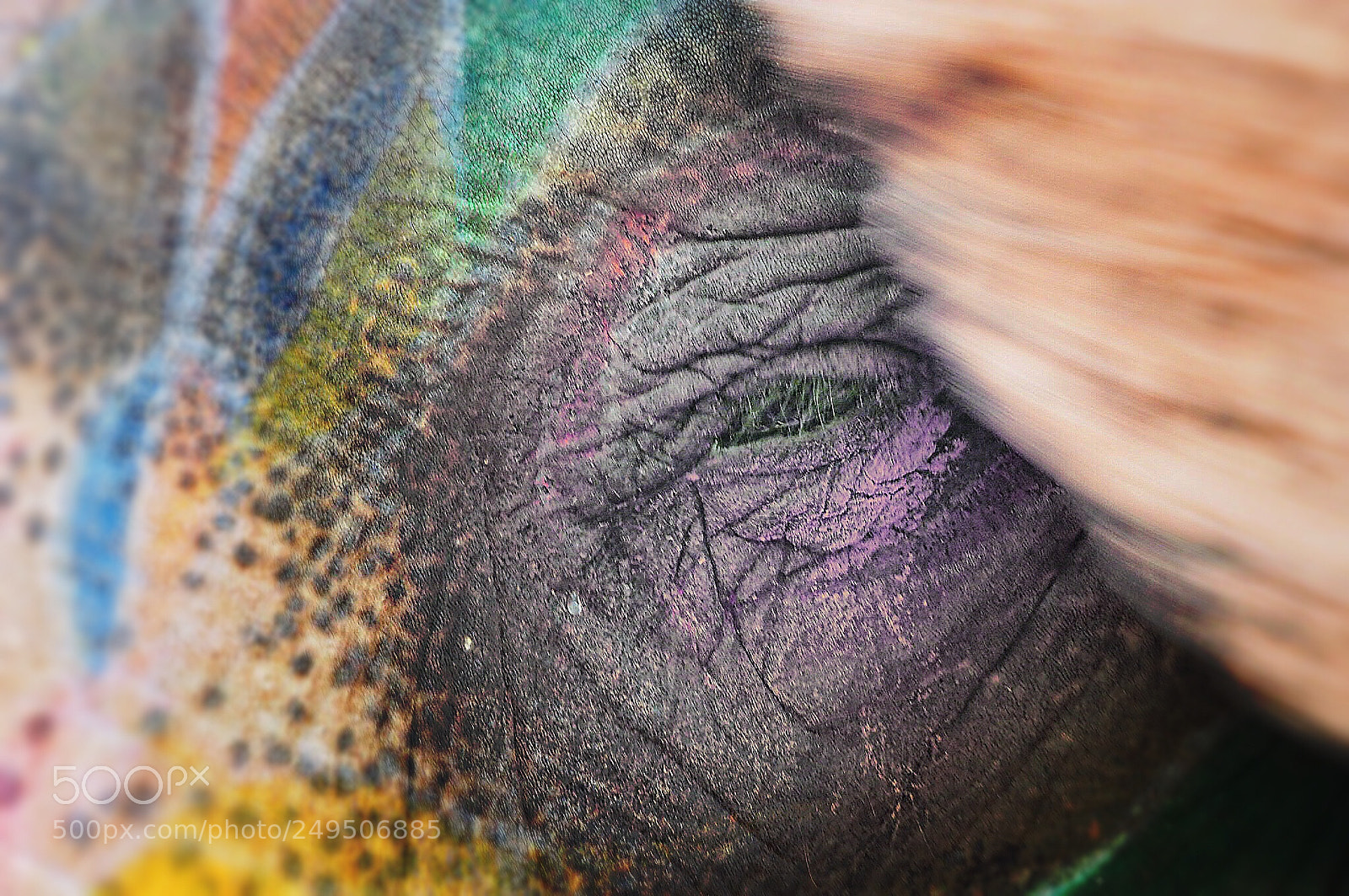 Olympus OM-D E-M10 II sample photo. The elephant eye photography