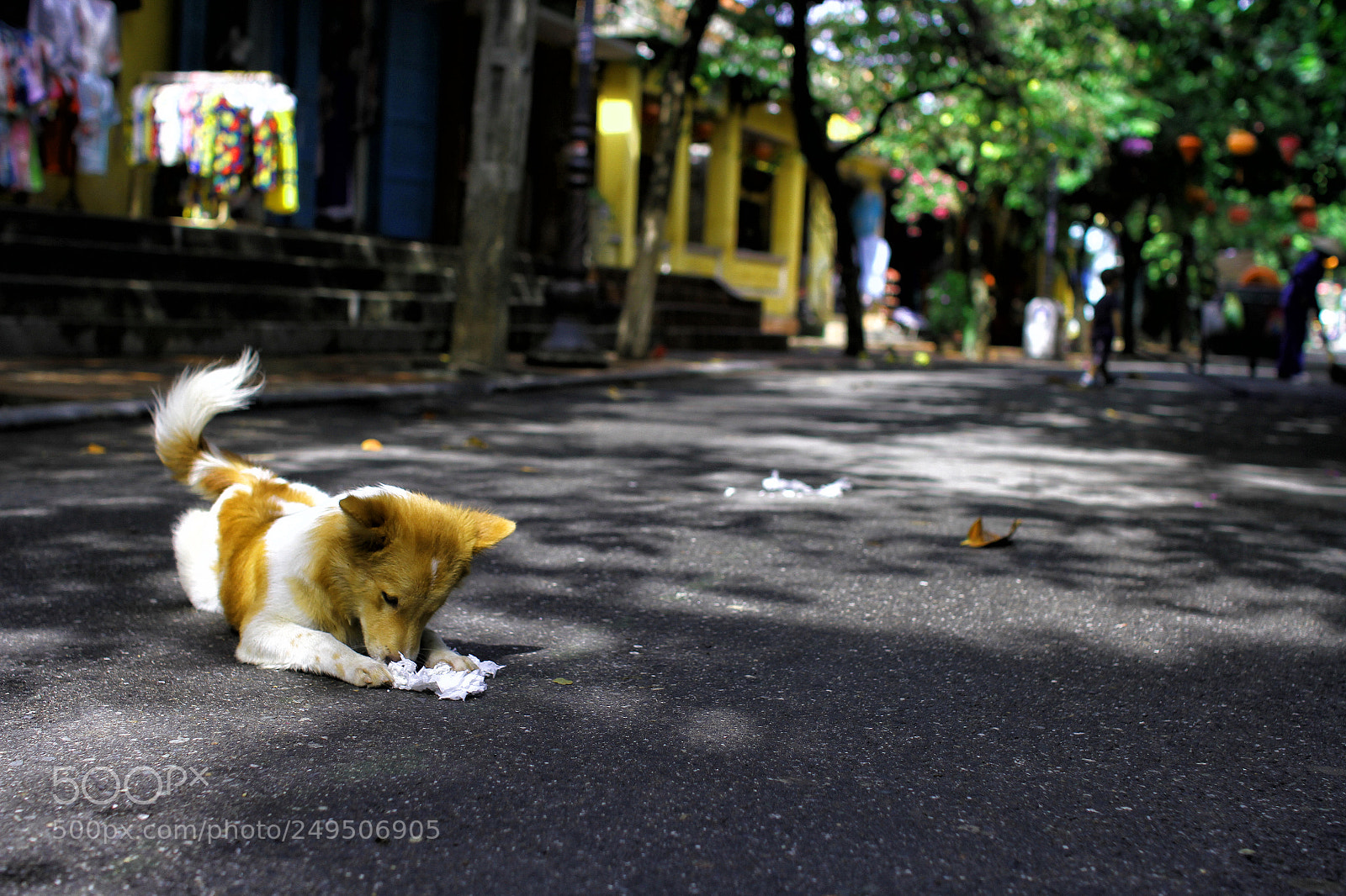 Canon EOS 7D sample photo. Cute dog playing in photography
