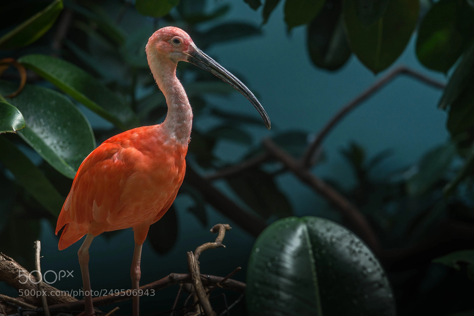 Sony SLT-A99V sample photo. Scarlet ibis - posing photography