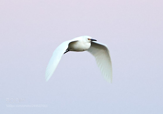 Canon EOS-1D X Mark II sample photo. 03-16-18-0008018.jpg photography