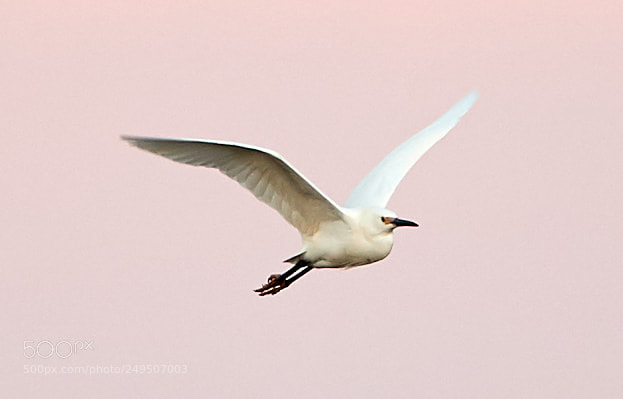 Canon EOS-1D X Mark II sample photo. 03-16-18-0008017.jpg photography