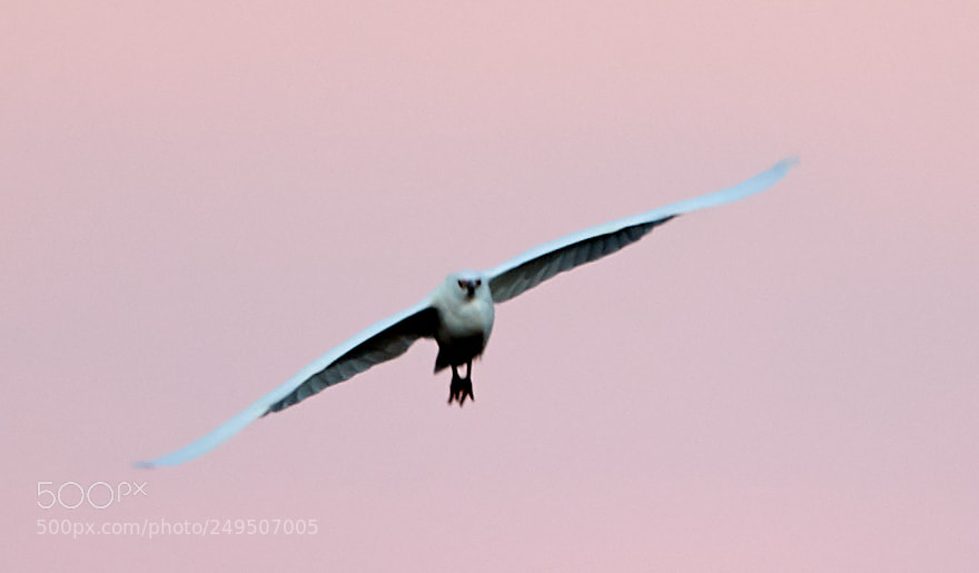 Canon EOS-1D X Mark II sample photo. 03-16-18-0008016.jpg photography