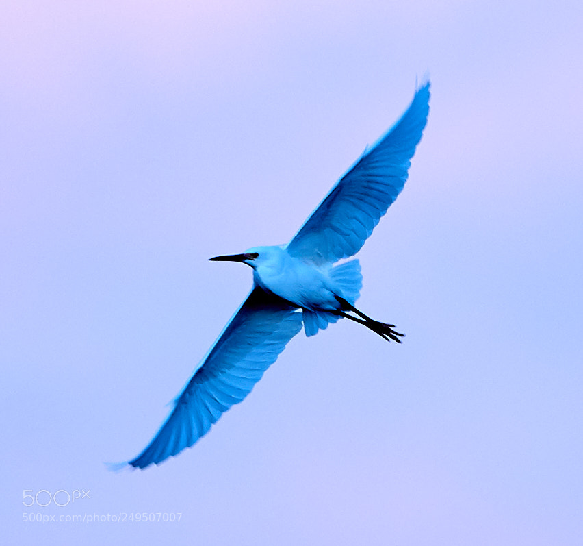 Canon EOS-1D X Mark II sample photo. 03-16-18-0008015.jpg photography
