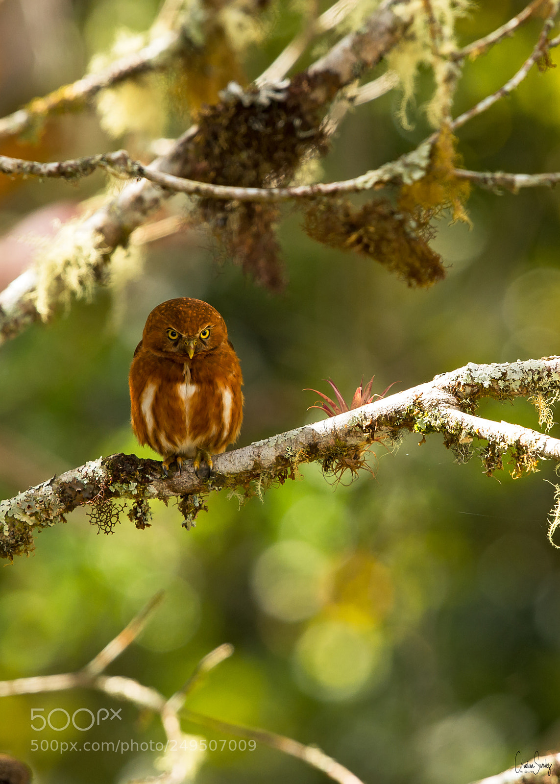 Nikon D4 sample photo. Costa rican pygmy owl photography