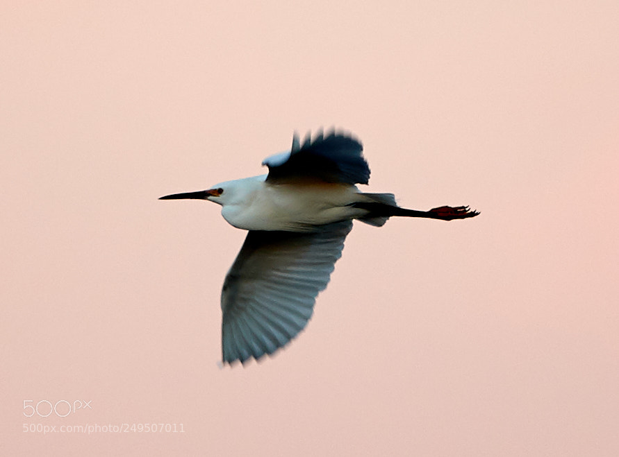 Canon EOS-1D X Mark II sample photo. 03-16-18-0008014.jpg photography