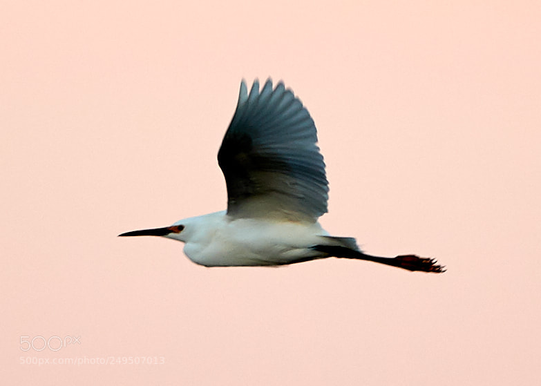 Canon EOS-1D X Mark II sample photo. 03-16-18-0008013.jpg photography