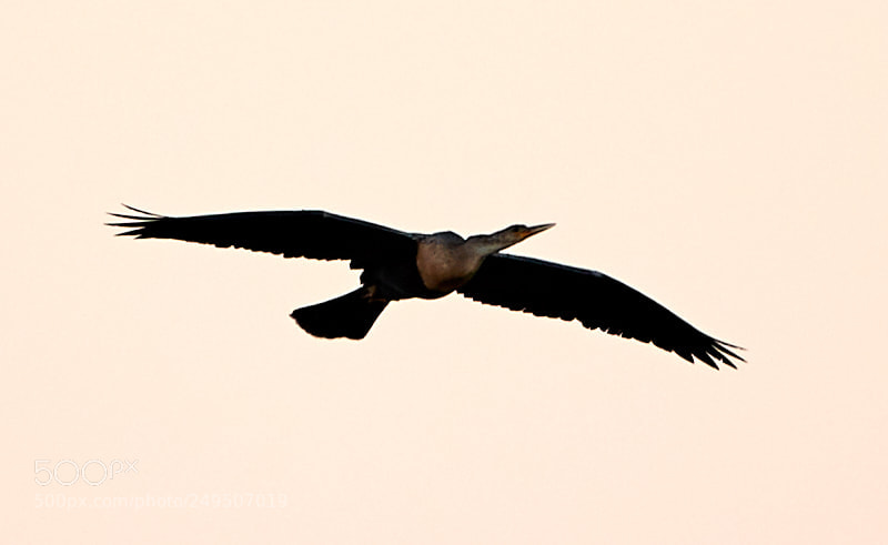 Canon EOS-1D X Mark II sample photo. 03-16-18-0008009.jpg photography