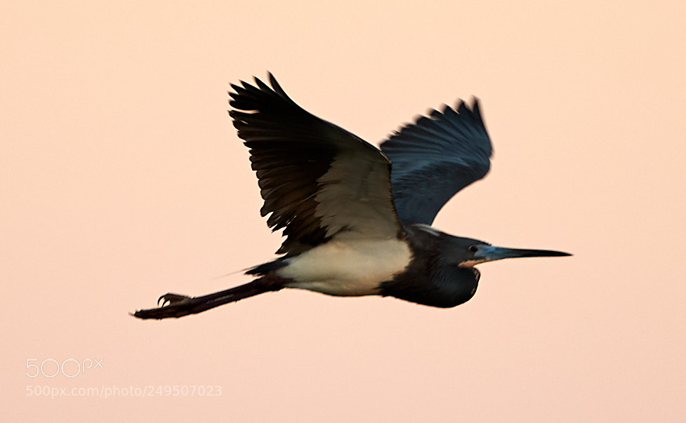 Canon EOS-1D X Mark II sample photo. 03-16-18-0007998.jpg photography