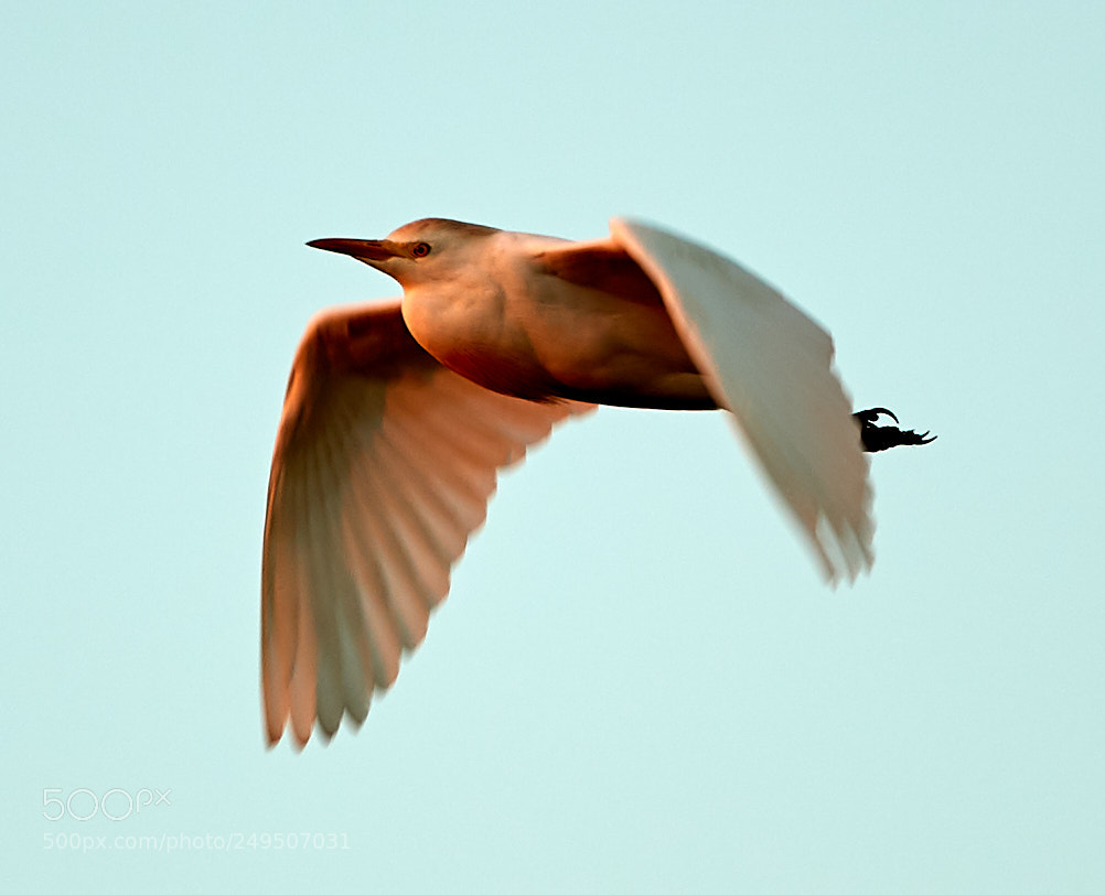 Canon EOS-1D X Mark II sample photo. 03-16-18-0007968.jpg photography