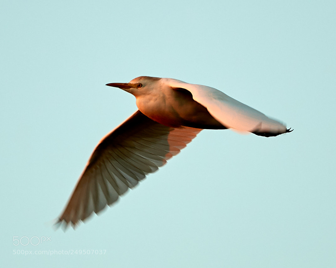 Canon EOS-1D X Mark II sample photo. 03-16-18-0007967.jpg photography