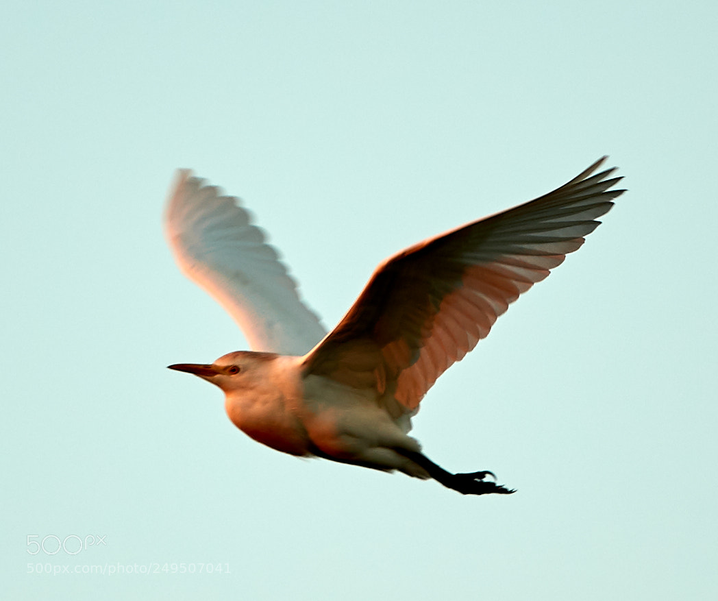 Canon EOS-1D X Mark II sample photo. 03-16-18-0007970.jpg photography