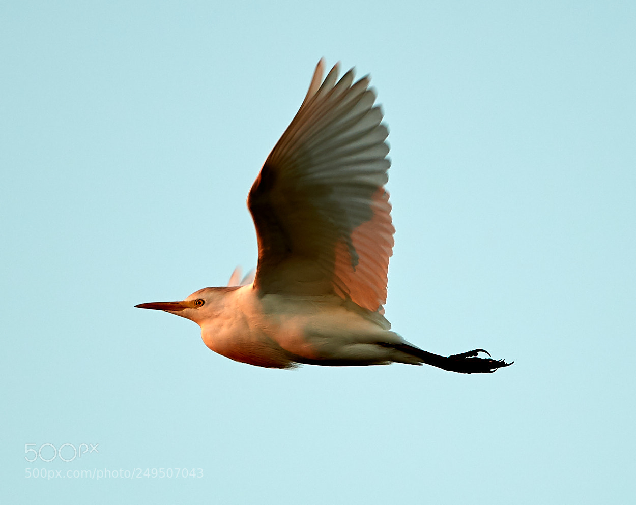Canon EOS-1D X Mark II sample photo. 03-16-18-0007963.jpg photography