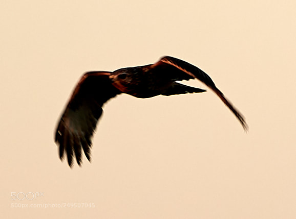 Canon EOS-1D X Mark II sample photo. 03-16-18-0007957.jpg photography