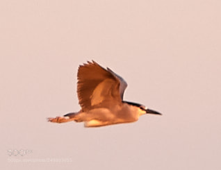 Canon EOS-1D X Mark II sample photo. 03-16-18-0007948.jpg photography