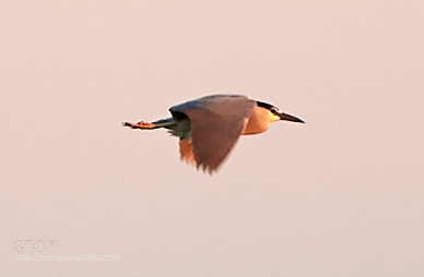 Canon EOS-1D X Mark II sample photo. 03-16-18-0007947.jpg photography